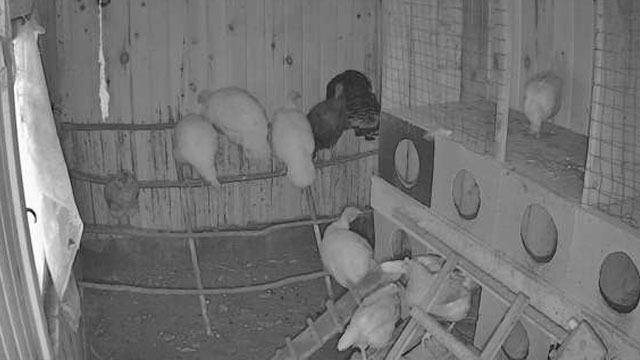 Видео из курятника