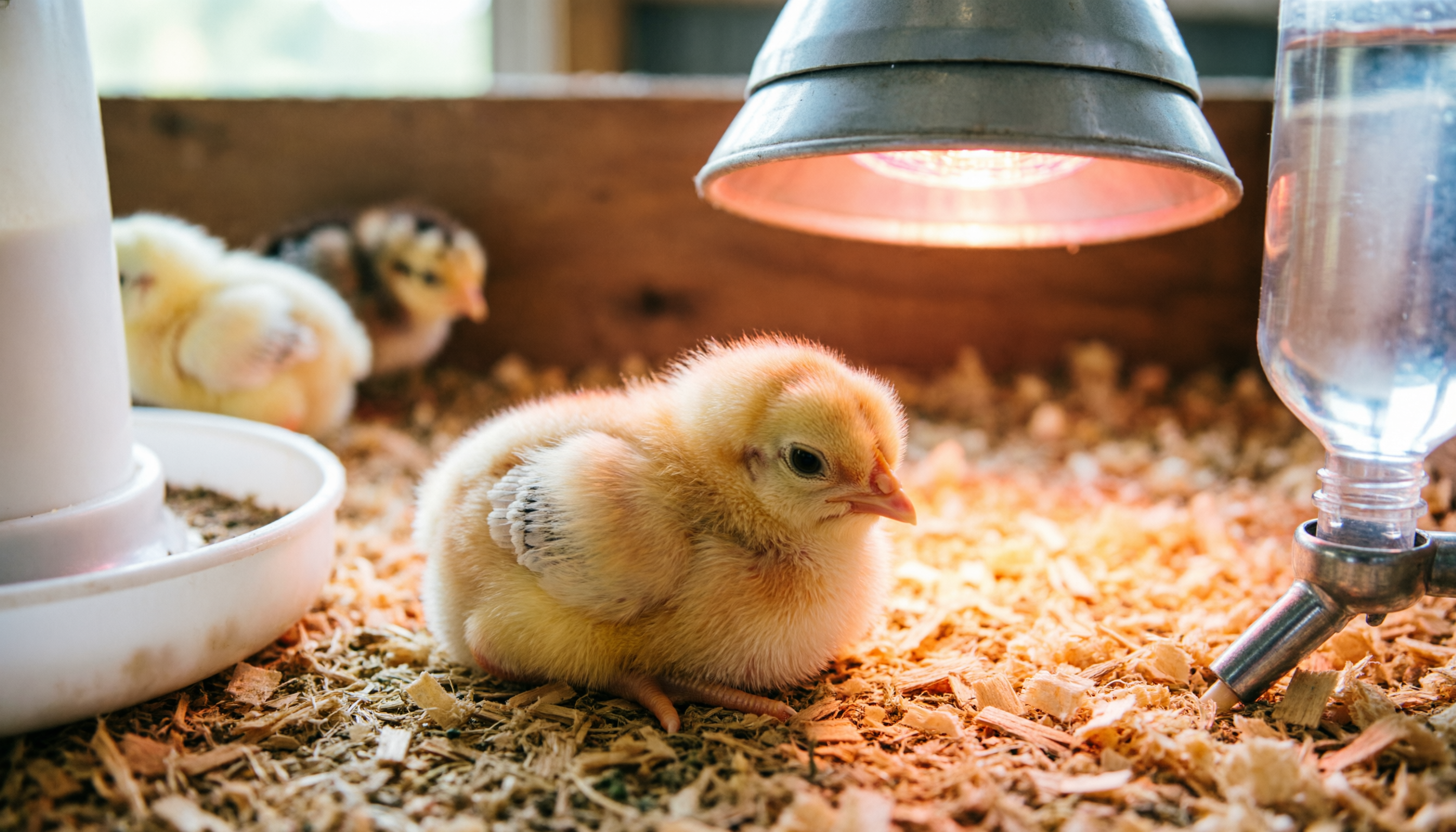 Содержание цыплят в брудере