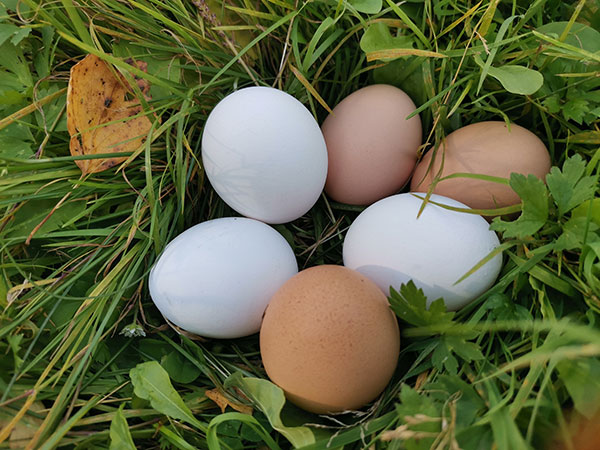 Счастливые курочки