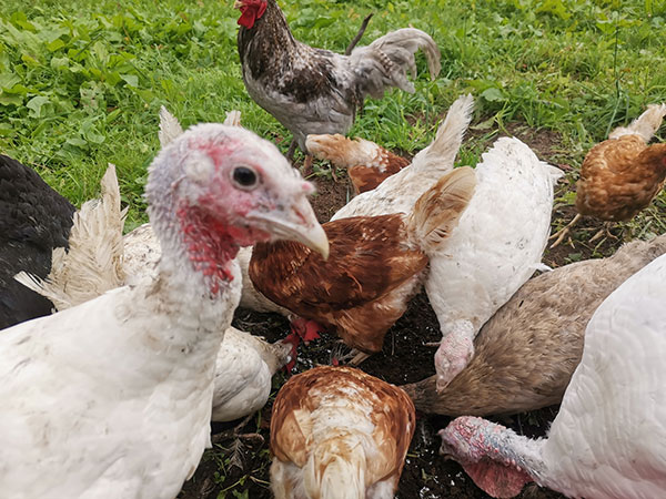 Умное кормление