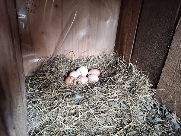 Свежие яйца