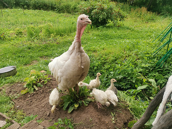 Мониторинг