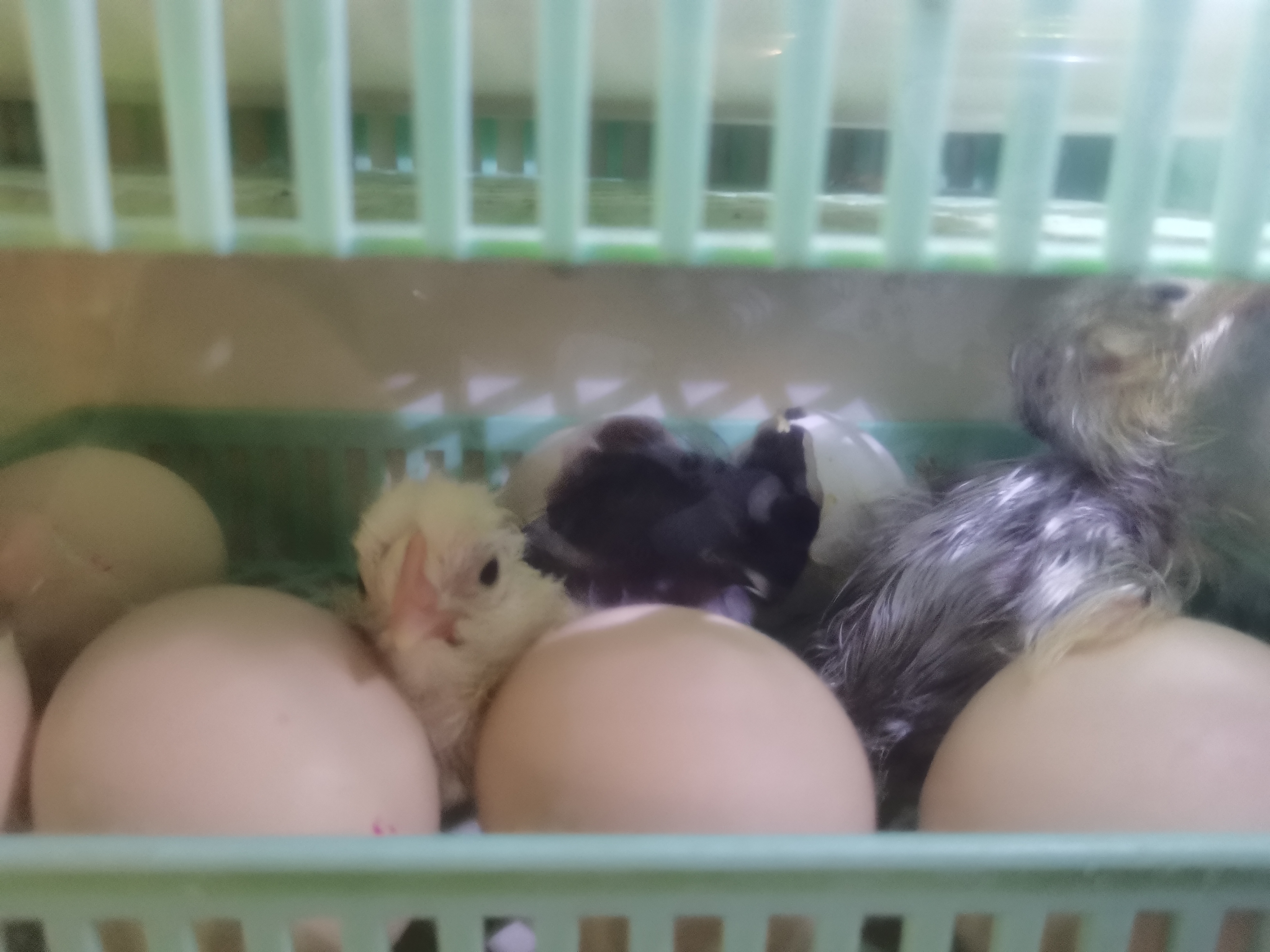 Инкубация куриных яиц