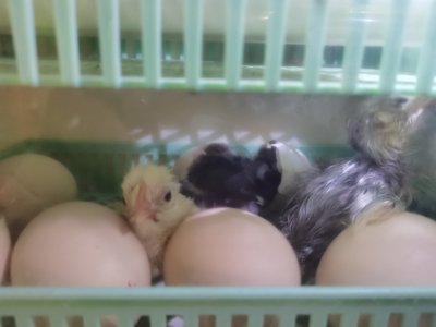 Птенец в инкубаторе