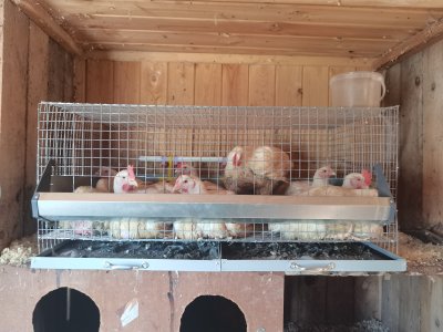 Турецкие бройлеры