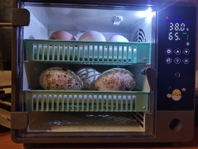 Инкубатор в работе